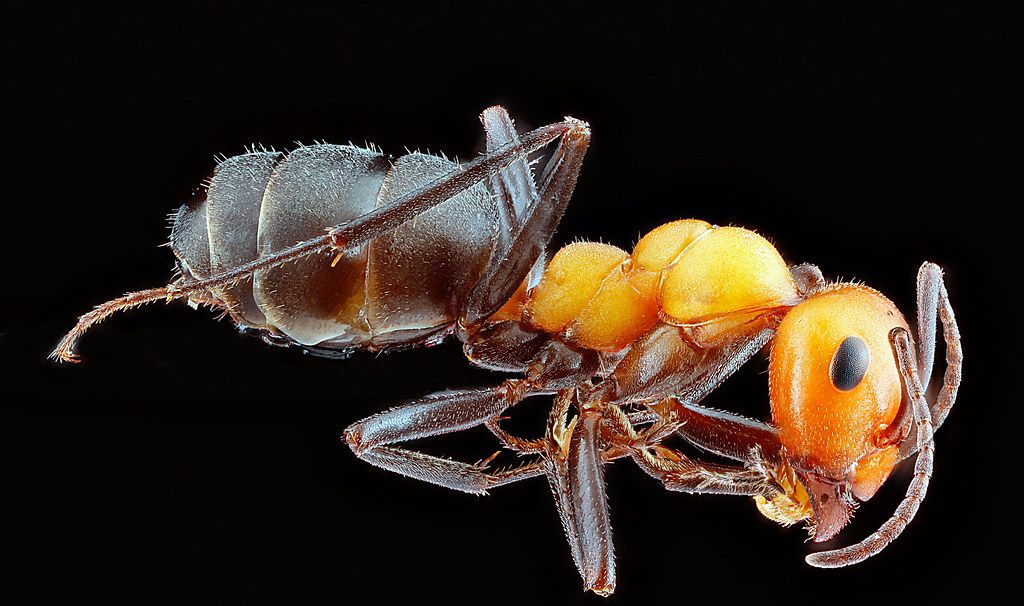 Ant Control service in West Sacramento, CA