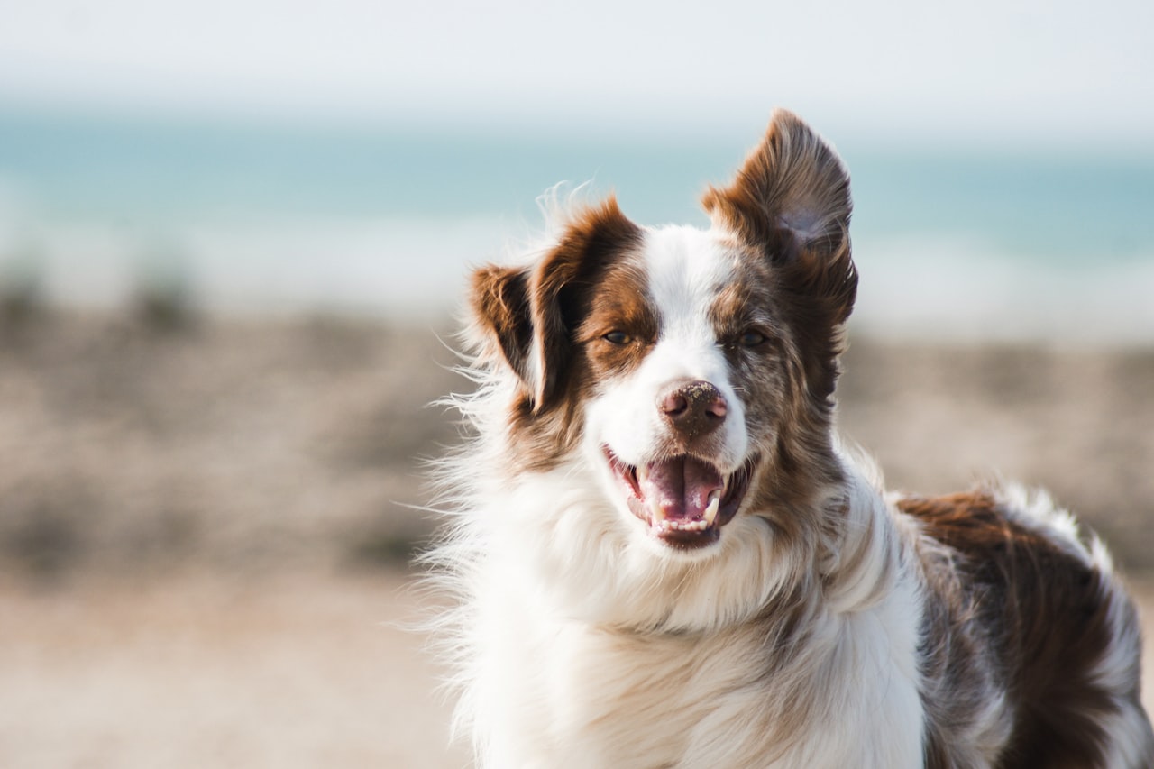 Flea & Tick Control service in West Sacramento, CA