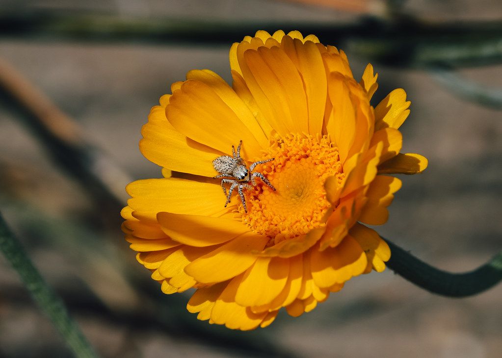 Spider Control service in West Sacramento, CA